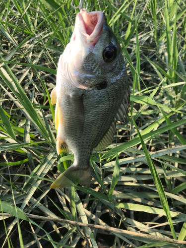 キビレの釣果