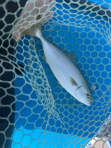 イナダの釣果