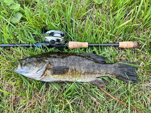 スモールマウスバスの釣果