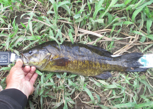 スモールマウスバスの釣果