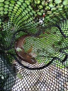 ニッコウイワナの釣果