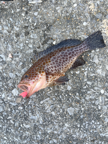 オオモンハタの釣果