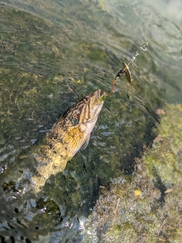 オヤニラミの釣果