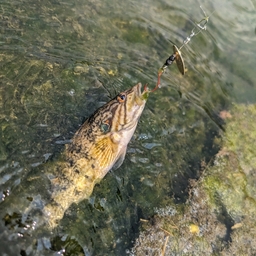 オヤニラミ