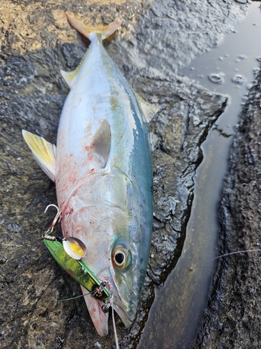 ハマチの釣果