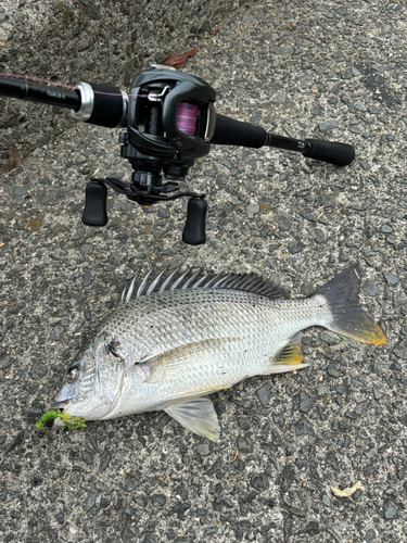 キビレの釣果