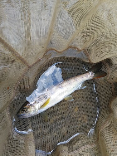 アマゴの釣果