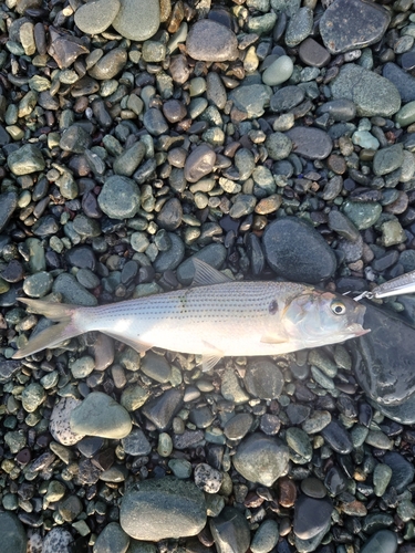 コノシロの釣果