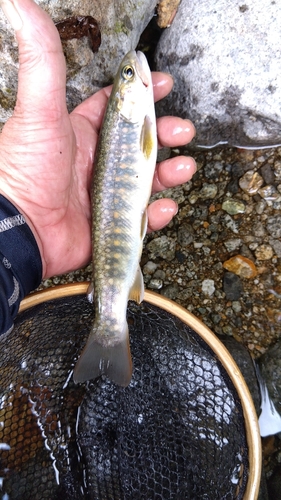 イワナの釣果