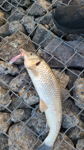 ニゴイの釣果