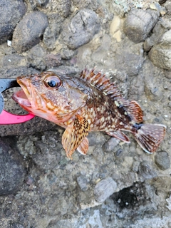 カサゴの釣果