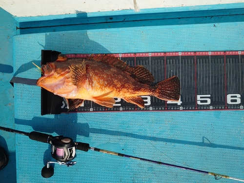 カサゴの釣果