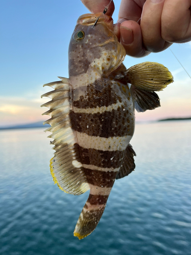 アオナの釣果