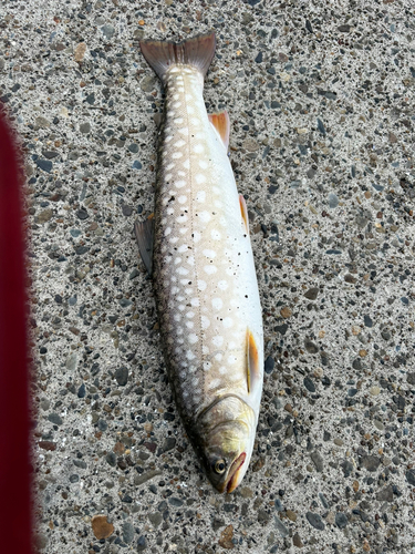 アメマスの釣果