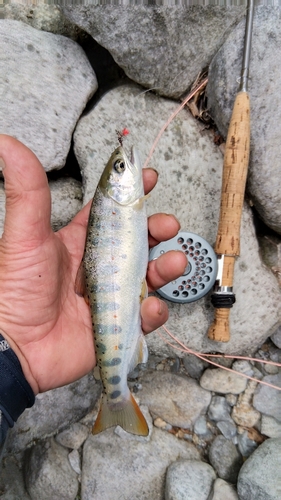 アマゴの釣果