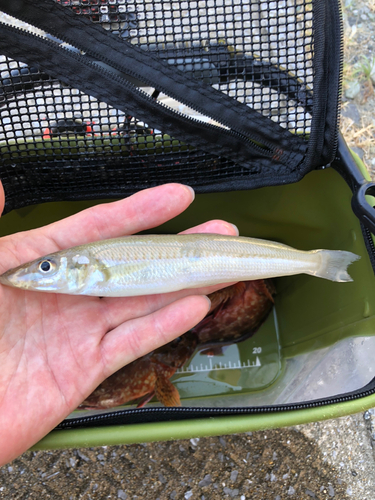 キスの釣果