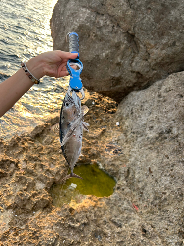 スマガツオの釣果