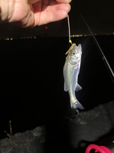 セイゴ（マルスズキ）の釣果