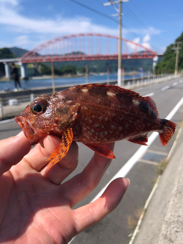 アラカブの釣果