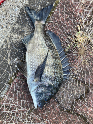 クロダイの釣果