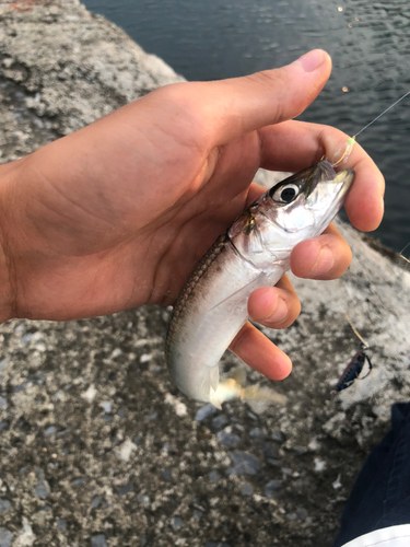 マイワシの釣果