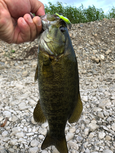 スモールマウスバスの釣果