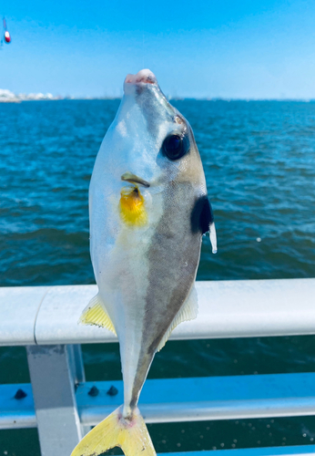 ギマの釣果