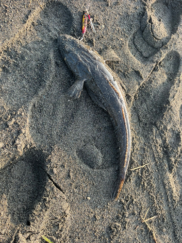 マゴチの釣果