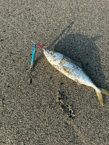 ワカシの釣果