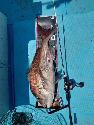 マダイの釣果