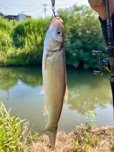 ウグイの釣果