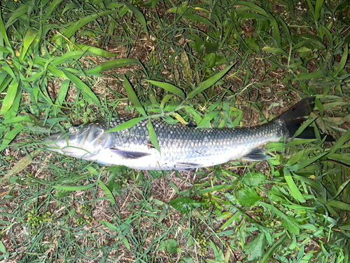 ニゴイの釣果