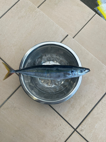 ムロアジの釣果