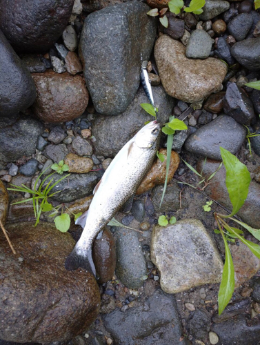 ニジマスの釣果