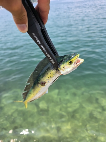 シイラの釣果