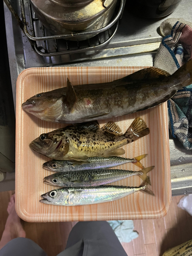 サバの釣果