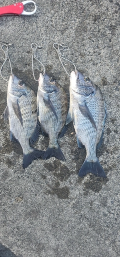 チヌの釣果