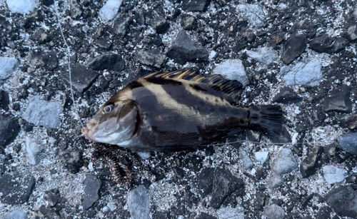 コショウダイの釣果