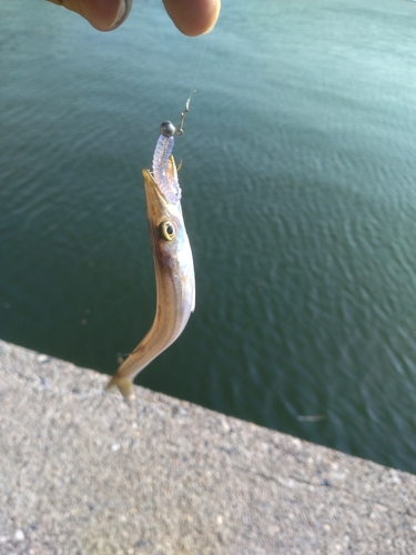 カマスの釣果