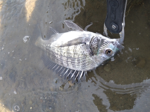 キビレの釣果