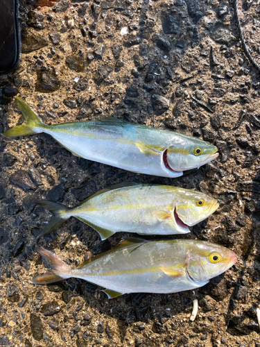 ネリゴの釣果