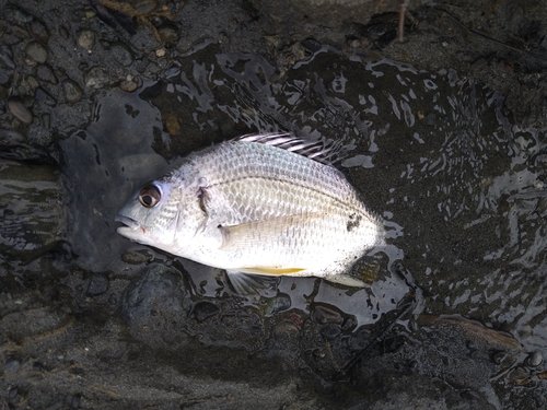 キビレの釣果