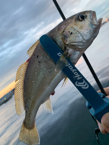 コノシロの釣果