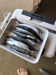 カマスの釣果