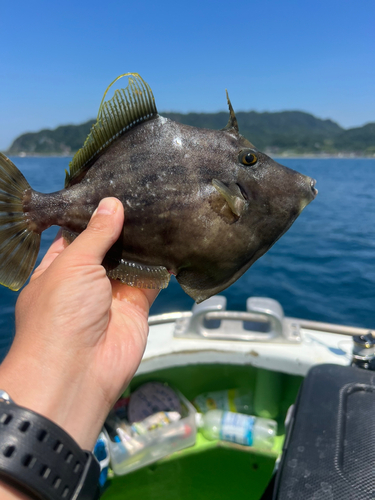 カワハギの釣果