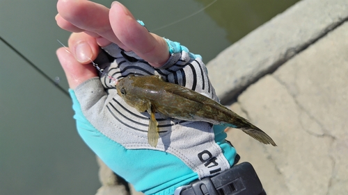 チチブの釣果