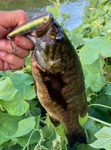 スモールマウスバスの釣果