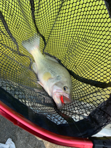 ラージマウスバスの釣果