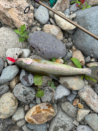 ニジマスの釣果