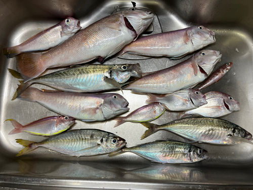 シロアマダイの釣果